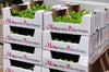 Lime Siciliano Fresco La Vallette Lime Fresco In Box Il Melograno Peloritano