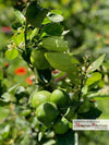 Lime Siciliano Fresco La Vallette Lime Fresco In Box Il Melograno Peloritano