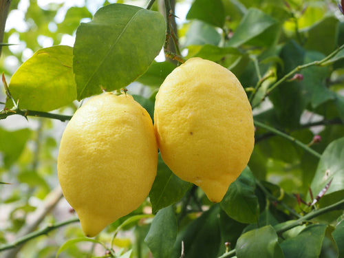 Limoni Zagara Bianca di Sicilia Limoni Buccia Gialla Siciliani Edibile Senza Semi non Cerati 5kg Il Melograno Peloritano