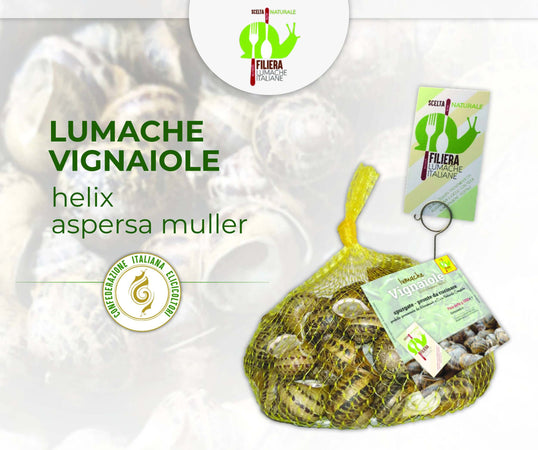 Lumache da Gastronomia Vignaiole Helix Aspersa 11-12 gr. Cad Pronte per la Cottura Filiera Lumache Italiane Coclè