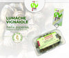 Lumache da Gastronomia Vignaiole Helix Aspersa 11-12 gr. Cad Pronte per la Cottura Filiera Lumache Italiane Coclè