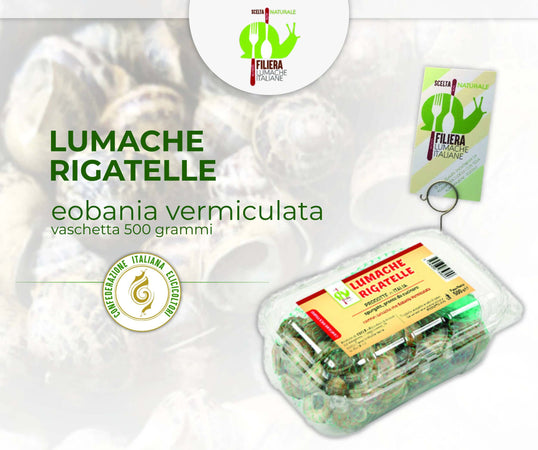Lumache da Gastronomia Vignaiole Helix Aspersa 11-12 gr. Cad Pronte per la Cottura Filiera Lumache Italiane Coclè