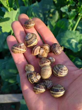 Lumache Spurgate Chiocciole Helix Aspersa Da Gastronomia In Sacchetto Allevate All'aperto Da 1 Kg Azienda Trinacria - Terra Del Sole