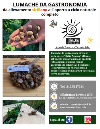 Lumache Spurgate Chiocciole Helix Aspersa Da Gastronomia In Sacchetto Allevate All'aperto Da 1 Kg Azienda Trinacria - Terra Del Sole