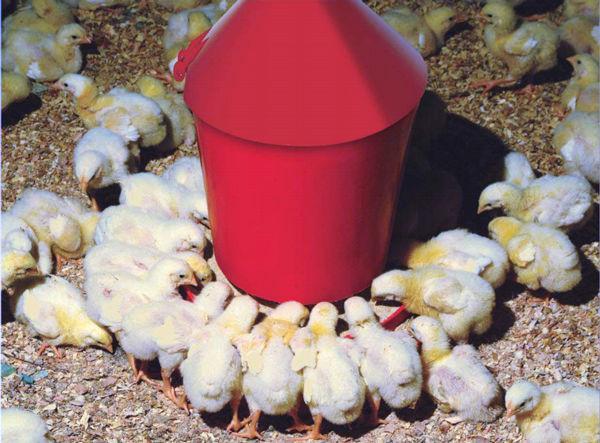 Mangiatoia-a-tramoggia-ergonomica-per-pulcini