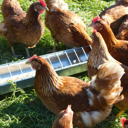 Mangiatoia zincata a barretta da terra per polli e galline