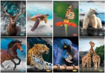 Maxiquaderno Animal 2022 - A4 - rigo di 3a - 21 fogli - 80 gr - Blasetti [multipack] 10 pezzi Cancelleria e prodotti per ufficio/Scuola e materiale didattico/Materiale scolastico/Diari quaderni e block notes Eurocartuccia - Pavullo, Commerciovirtuoso.it