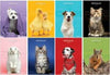 Maxiquaderno Pet color 2022 - A4 - 10 mm - c-margine - 21 fogli - 80 gr - Blasetti Cancelleria e prodotti per ufficio/Scuola e materiale didattico/Materiale scolastico/Diari quaderni e block notes Eurocartuccia - Pavullo, Commerciovirtuoso.it