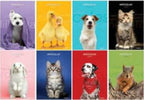 Maxiquaderno Pet color 2022 - A4 - 10 mm - c-margine - 21 fogli - 80 gr - Blasetti Cancelleria e prodotti per ufficio/Scuola e materiale didattico/Materiale scolastico/Diari quaderni e block notes Eurocartuccia - Pavullo, Commerciovirtuoso.it