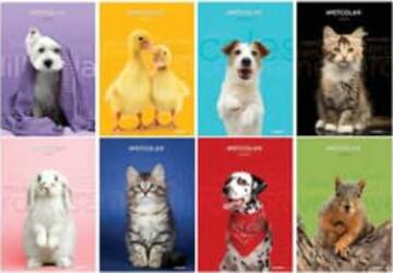 Maxiquaderno Pet color 2022 - A4 - 10 mm - c-margine - 21 fogli - 80 gr - Blasetti Cancelleria e prodotti per ufficio/Scuola e materiale didattico/Materiale scolastico/Diari quaderni e block notes Eurocartuccia - Pavullo, Commerciovirtuoso.it