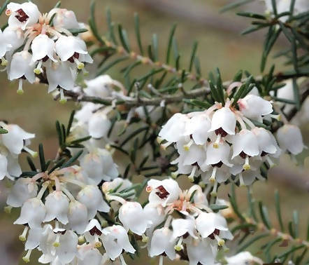 Miele di Erica Italiano Miele Puro Artigianale Grezzo Dolcificante Naturale Fatto in Italia Miele dolce dolcificante LAIAN NATURA -Torre Annunziata, Commerciovirtuoso.it