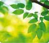 Mousepad Earth Series - Foglie - ecologico - Fellowes Elettronica/Informatica/Accessori/Tastiere Mouse e periferiche di input/Accessori per tastiere e Mouse/Tappetini per il Mouse Eurocartuccia - Pavullo, Commerciovirtuoso.it