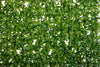 Mattonella Erbosa da parete, color verde da 60 x 40 cm
