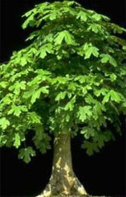 MSA-ACER-CAMPESTRE-50-ML