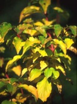 MSA-CORNUS-SANGUINEA-50-ML