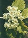 MSA-CRATAEGUS-OXYACA-50-ML