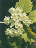 MSA-CRATAEGUS-OXYACA-50-ML
