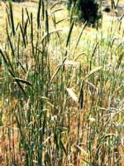 MSA-SECALE-CEREALE-50-ML