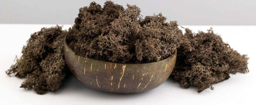 Muschio-lichene-decorativo-per-villaggio-di-Natale-e-presepe