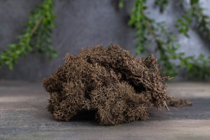 Muschio-lichene-decorativo-per-villaggio-di-Natale-e-presepe