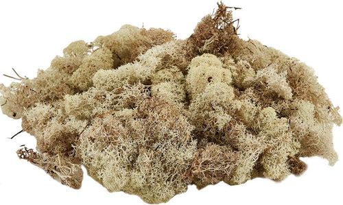 Muschio lichene tappeto naturale per presepe decorazione natalizia da 1kg Casa e cucina/Decorazioni per interni/Addobbi e decorazioni per ricorrenze/Decorazioni natalizie/Presepi/Statuine e fondali per il presepe MagiediNatale.it - Altamura, Commerciovirtuoso.it