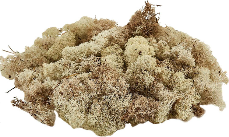 Muschio lichene tappeto naturale per presepe decorazione natalizia da 1kg Casa e cucina/Decorazioni per interni/Addobbi e decorazioni per ricorrenze/Decorazioni natalizie/Presepi/Statuine e fondali per il presepe MagiediNatale.it - Altamura, Commerciovirtuoso.it