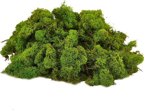 Muschio lichene tappeto naturale per presepe decorazione natalizia da 1kg Casa e cucina/Decorazioni per interni/Addobbi e decorazioni per ricorrenze/Decorazioni natalizie/Presepi/Statuine e fondali per il presepe MagiediNatale.it - Altamura, Commerciovirtuoso.it