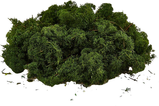 Muschio lichene tappeto naturale per presepe decorazione natalizia da 1kg Casa e cucina/Decorazioni per interni/Addobbi e decorazioni per ricorrenze/Decorazioni natalizie/Presepi/Statuine e fondali per il presepe MagiediNatale.it - Altamura, Commerciovirtuoso.it