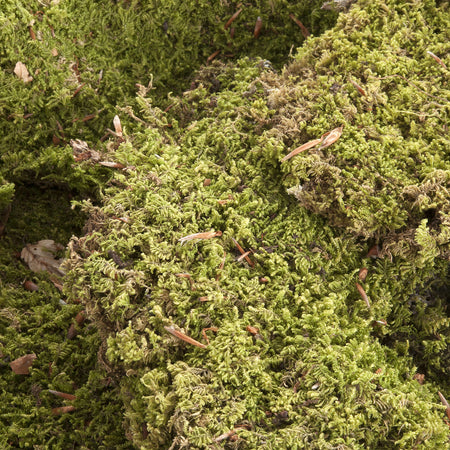 Muschio naturale verde per presepe natalizio, busta da 15/20 grammi