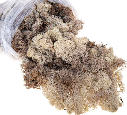 Muschio Nordico colorato decorazione per presepe natalizio Casa e cucina/Decorazioni per interni/Addobbi e decorazioni per ricorrenze/Decorazioni natalizie/Presepi/Statuine e fondali per il presepe MagiediNatale.it - Altamura, Commerciovirtuoso.it