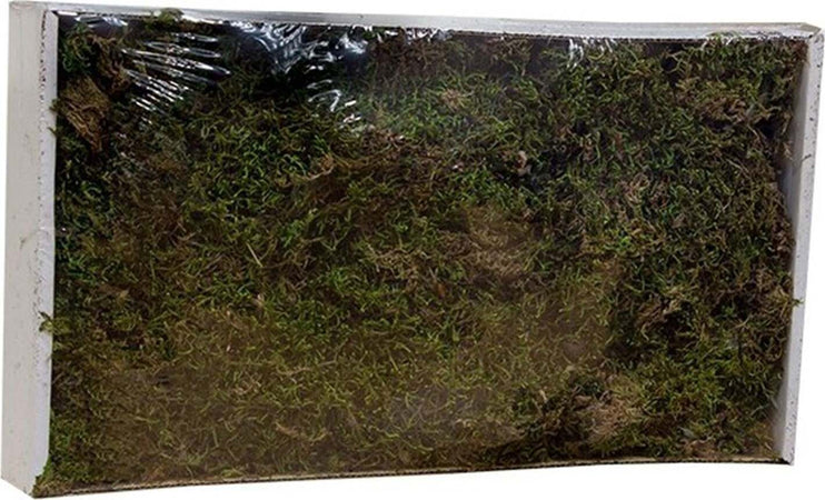 Muschio secco tappeto naturale per presepe 250 gr decorazione natalizia Casa e cucina/Decorazioni per interni/Addobbi e decorazioni per ricorrenze/Decorazioni natalizie/Presepi/Statuine e fondali per il presepe MagiediNatale.it - Altamura, Commerciovirtuoso.it