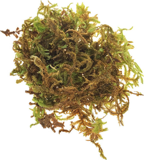 Muschio Verde in scatola tappeto naturale per villaggio natalizio 500 g Casa e cucina/Decorazioni per interni/Addobbi e decorazioni per ricorrenze/Decorazioni natalizie/Presepi/Statuine e fondali per il presepe MagiediNatale.it - Altamura, Commerciovirtuoso.it