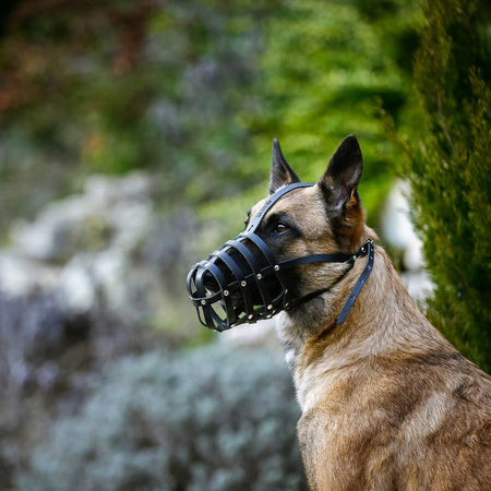 Museruola a cestello per cani di media e grossa taglia in cuoio