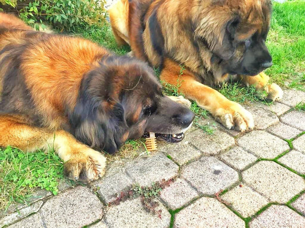 My Biscuit - gioco vegetale masticabile biodegradabile per cani e gatti Biscotto-gioco vegetale masticabile biodegradabile per cani e gatti MY CIUFFOGATTO® per cani e gatti, Commerciovirtuoso.it