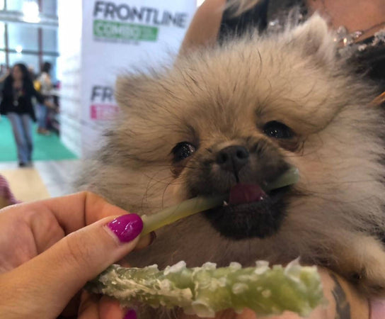 My Branch - BEST SELLER Dental Care rametto stick pulizia denti dental care dental stick vegetale biodegradabile Rametto stick pulizia denti dental care dental stick vegetale biodegradabile MY CIUFFOGATTO® per cani e gatti, Commerciovirtuoso.it