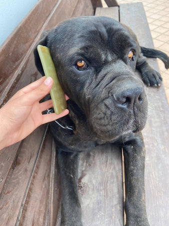 My DogPhone vegetale - Gioco vegetale biodegradabile masticabile per cani e gatti Cellulare gioco vegetale biodegradabile masticabile per cani e gatti MY CIUFFOGATTO® per cani e gatti, Commerciovirtuoso.it