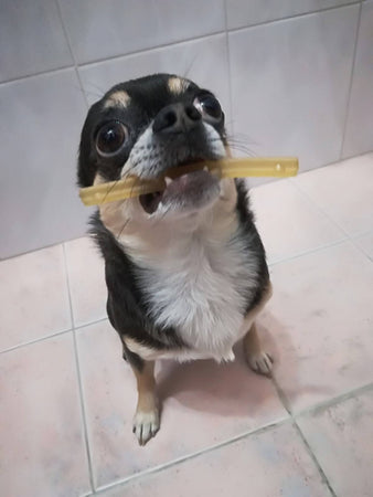 My Stick vegetale - dental care dental stick gioco vegetale masticabile biodegradabile per cani e gatti antistress Stick dental care dental stick gioco vegetale masticabile biodegradabile per cani e gatti antistress MY CIUFFOGATTO® per cani e gatti, Commerciovirtuoso.it