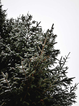 Neve finta artificiale per presepe e villaggi natalizi sbriciolata in sacchetto da 170 grammi Casa e cucina/Decorazioni per interni/Addobbi e decorazioni per ricorrenze/Decorazioni natalizie/Oggettistica MagiediNatale.it - Altamura, Commerciovirtuoso.it