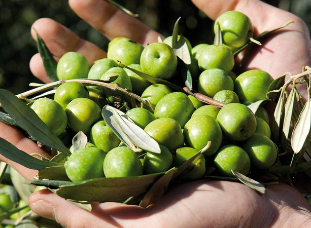 Olio-Extra-Vergine-di-Oliva-Sicilia-IGP---Planeta