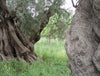 Olio-Extra-Vergine-di-Oliva-Sicilia-IGP---Planeta
