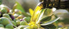 STILLA SOLIS 250ml - Olio Extravergine d'Oliva Biologico 250 ml Olio EVO BIO 100% Sicilia Made in Italy Prodotto In Italia con Olive Italiane Bottiglia in Vetro Olio Extra Vergine d'Oliva Biologico TERRAVOSTRA Natura Docet - Capo d’Orlando, Commerciovirtuoso.it