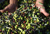 STILLA SOLIS 250ml - Olio Extravergine d'Oliva Biologico 250 ml Olio EVO BIO 100% Sicilia Made in Italy Prodotto In Italia con Olive Italiane Bottiglia in Vetro Olio Extra Vergine d'Oliva Biologico TERRAVOSTRA Natura Docet - Capo d’Orlando, Commerciovirtuoso.it