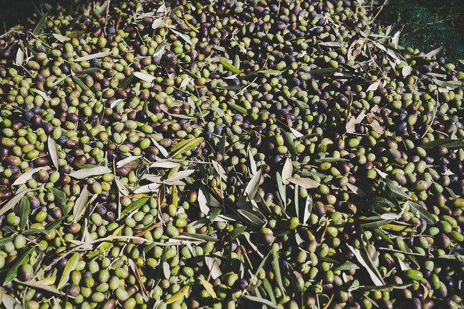 Olio-Extravergine-d'Oliva-Biologico
