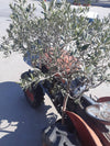 Olio extravergine d'Oliva Madrepuglia ASSOLO linea ROBERTO SINISI filtrato 100% monocultivar Coratina prodotto in Italia da olive Italiane in latta da 5 litri olio extravergine di oliva Madrepuglia - Andria, Commerciovirtuoso.it