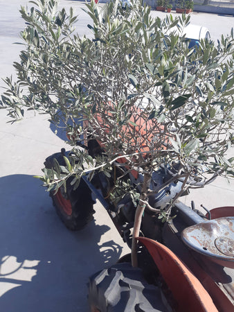 Olio extravergine d'Oliva Madrepuglia ASSOLO linea ROBERTO SINISI filtrato 100% monocultivar Coratina prodotto in Italia da olive Italiane in latta da 5 litri olio extravergine di oliva Madrepuglia - Andria, Commerciovirtuoso.it