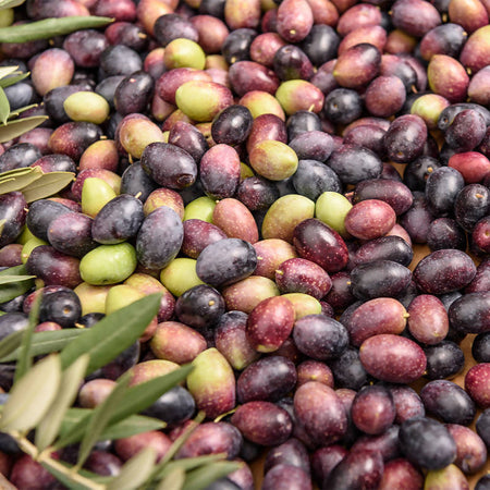 Olio extravergine d'Oliva Madrepuglia ASSOLO linea ROBERTO SINISI filtrato 100% monocultivar Coratina prodotto in Italia da olive Italiane in latta da 5 litri olio extravergine di oliva Madrepuglia - Andria, Commerciovirtuoso.it