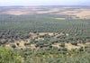 Olio extravergine d'Oliva Madrepuglia ASSOLO linea ROBERTO SINISI filtrato 100% monocultivar Coratina prodotto in Italia da olive Italiane in latta da 5 litri olio extravergine di oliva Madrepuglia - Andria, Commerciovirtuoso.it