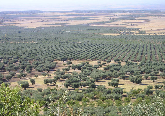 Olio extravergine d'Oliva Madrepuglia ASSOLO linea ROBERTO SINISI filtrato 100% monocultivar Coratina prodotto in Italia da olive Italiane in latta da 5 litri olio extravergine di oliva Madrepuglia - Andria, Commerciovirtuoso.it