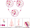 Palline Vaginali Realgoos® Lifelike Toys Palline Vaginali Love Kegel Ben Wa Geisha Balls Salute e cura della persona/Erotismo e contraccezione/Sex toys/Palline vaginali Kondorama - Martinsicuro, Commerciovirtuoso.it