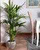 Palma di Kenzia Howea forsteriana (Kentia) Pianta Tropicale in Vaso Giardino e giardinaggio/Giardinaggio/Piante da esterno/Siepi e cespugli Maxbest Plants - Messina, Commerciovirtuoso.it